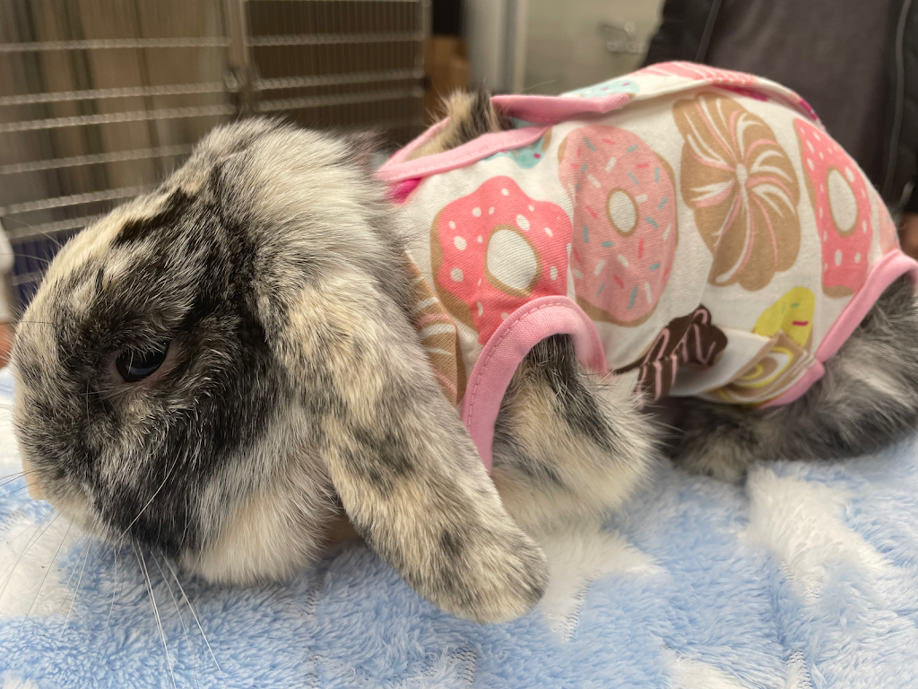 River Glen Veterinary Clinic | 575 River Glen Blvd #3, Oakville, ON L6H 6X6, Canada | Phone: (905) 257-9997