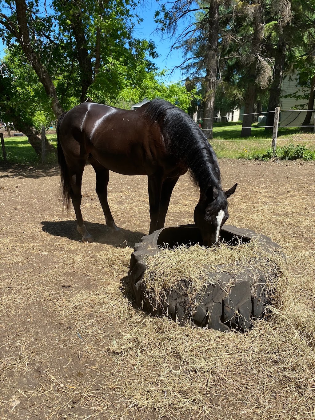 SandyLane Stable | Provincial Rd 207, Oakbank, MB R5N 0H3, Canada | Phone: (204) 793-4584