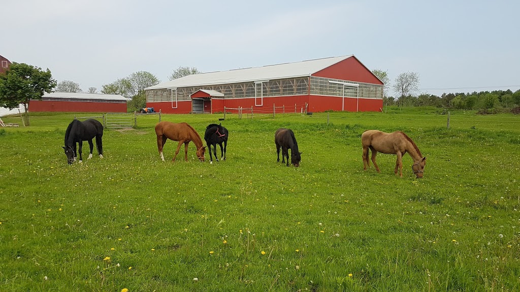 VQ Equestrian | 6686 Gore Rd, Puslinch, ON N0B 2J0, Canada | Phone: (647) 567-3174