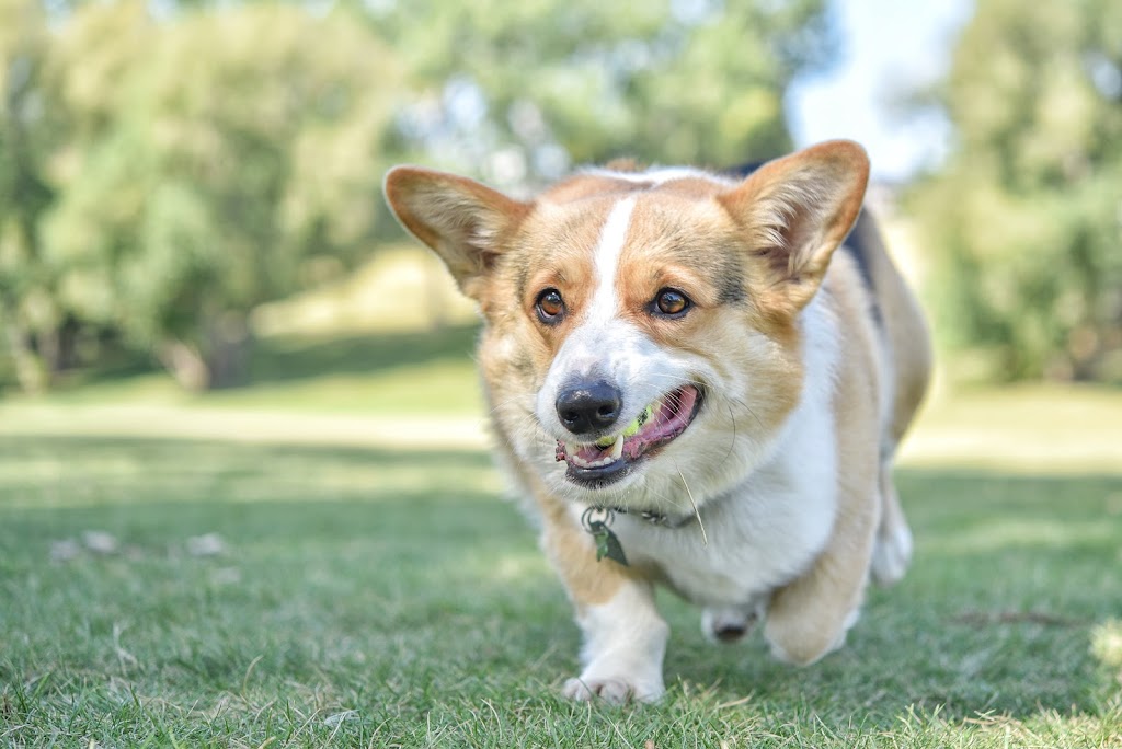 Cameras and Canines | B.1339 206020, Hwy 762, Bragg Creek, AB T0L 0K0, Canada | Phone: (403) 700-7387