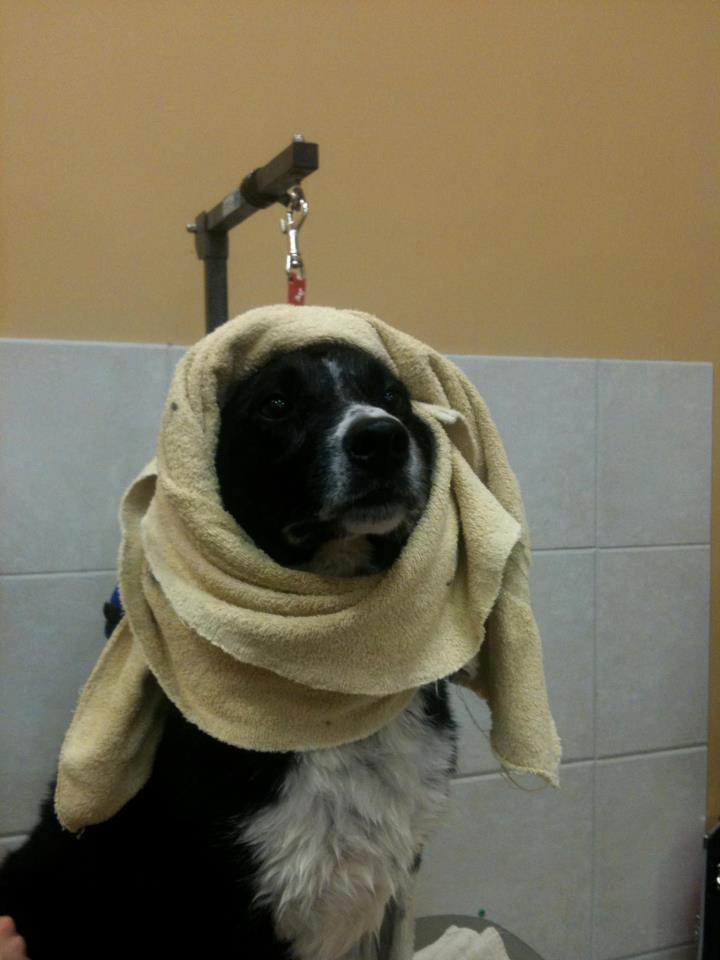 Shampooches Grooming Spa | 730 Ormsby Rd NW, Edmonton, AB T5T 6E4, Canada | Phone: (780) 428-7799