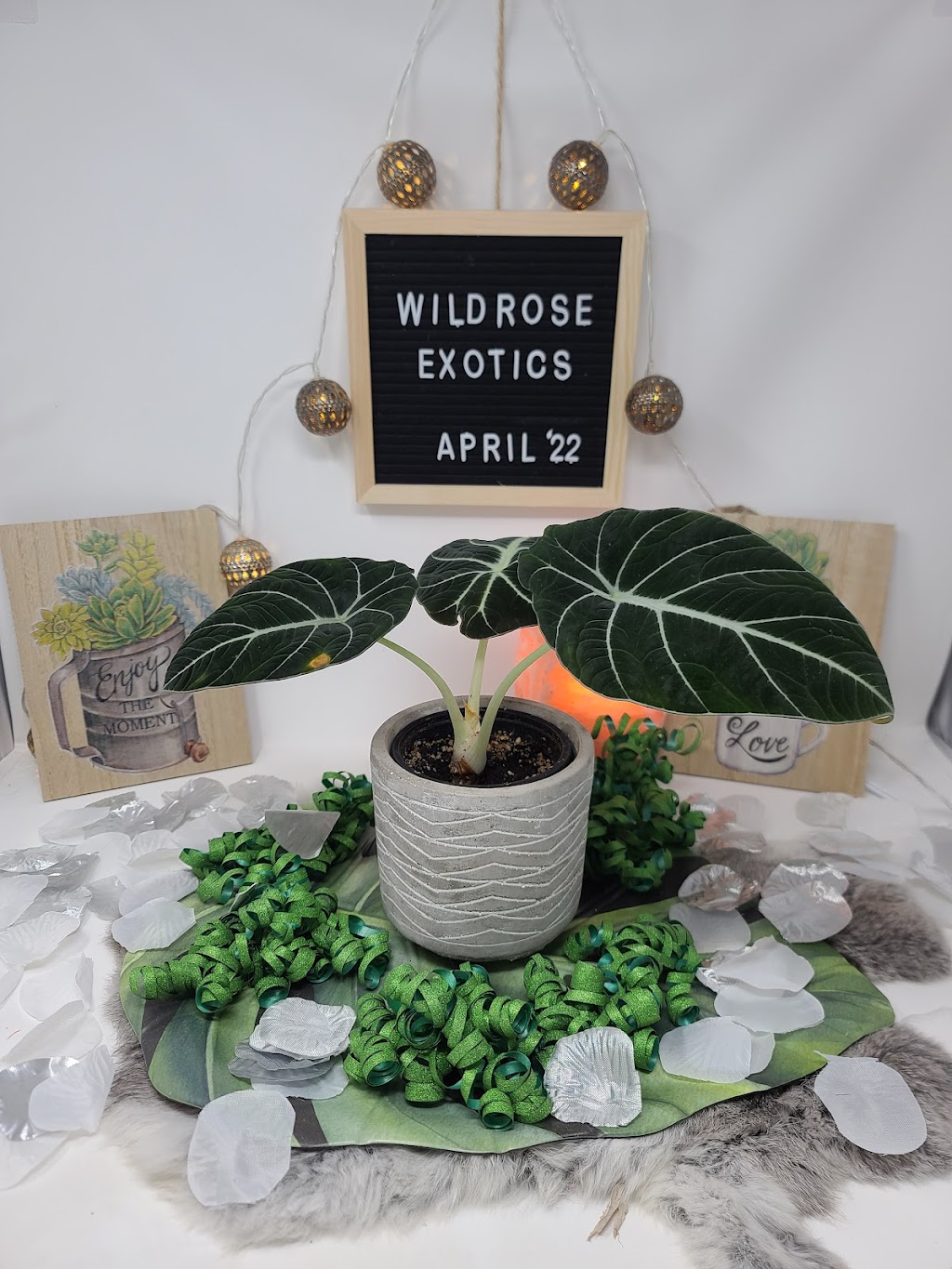 WildRose Exotics | 484 Hillcrest Cir SW, Airdrie, AB T4B 4B3, Canada | Phone: (306) 260-2154