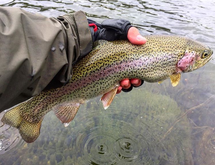Whistler Fishing Guides | Whistler, BC V8E 1J9, Canada | Phone: (855) 522-3474