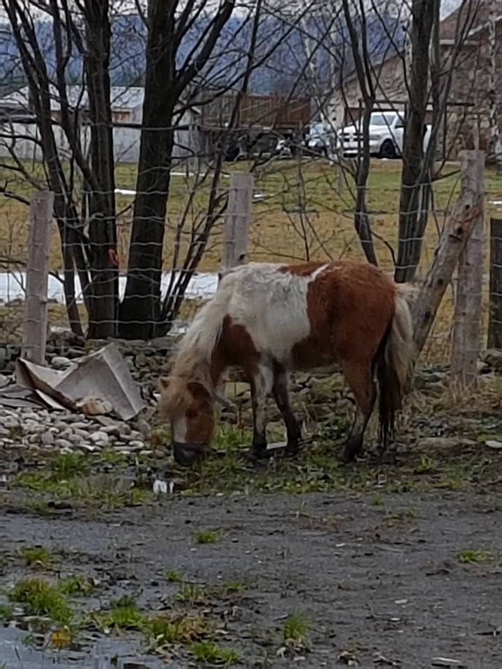 Ferme D.Campagna | 345 Chem. de Fitch Bay, Magog, QC J1X 0Z5, Canada | Phone: (819) 588-1341