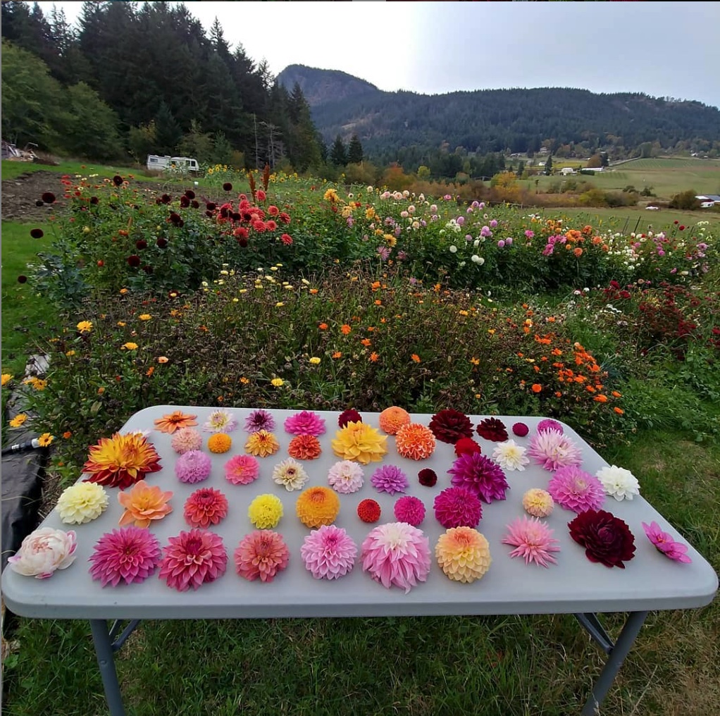 Alchemy Farm Flowers | 181 Furness Rd, Salt Spring Island, BC V8K 1Z7, Canada | Phone: (250) 930-3276