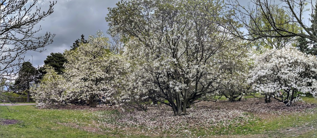 Blossom trees | Unnamed Road, Ottawa, ON K2C 3R6, Canada
