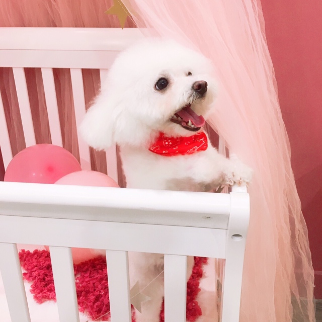 Pawty Time Pet Club | 4441 Hwy 7, Unionville, ON L3R 1M1, Canada | Phone: (905) 604-6797
