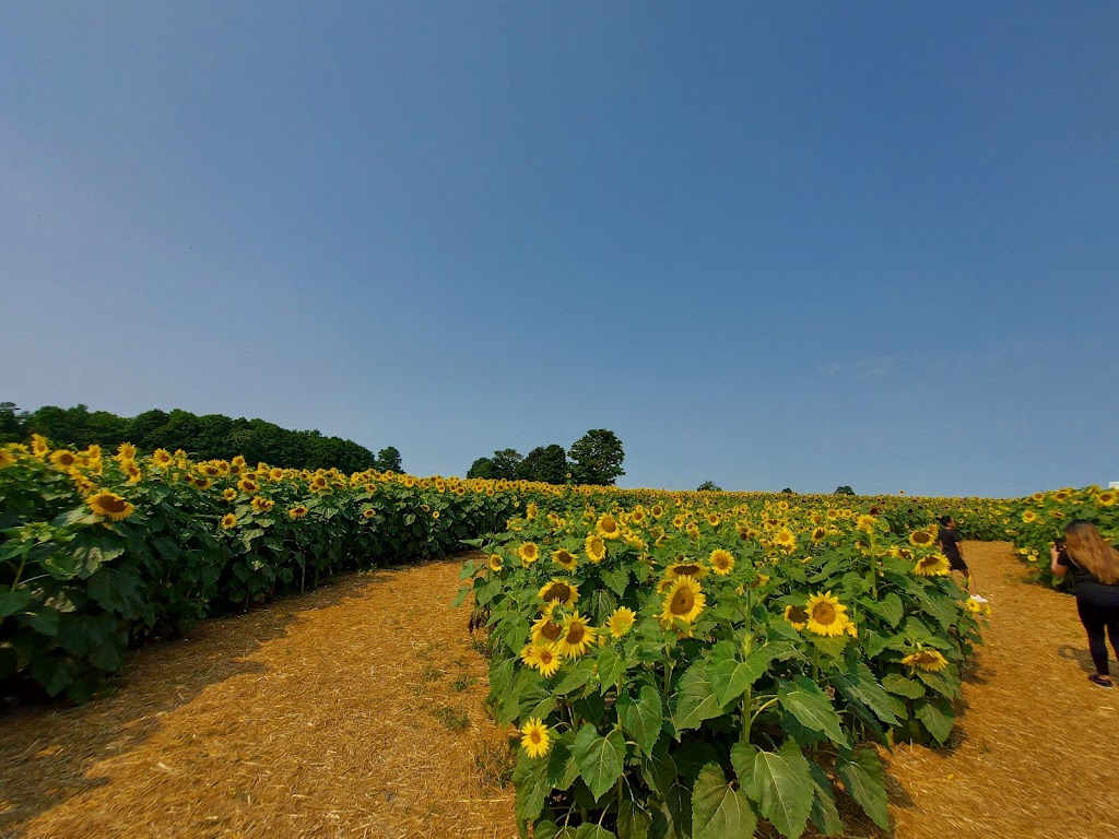 The Sunflower Farm | 24430 Sideroad 17, Side Rd 17, Beaverton, ON L0K 1A0, Canada | Phone: (416) 316-9543