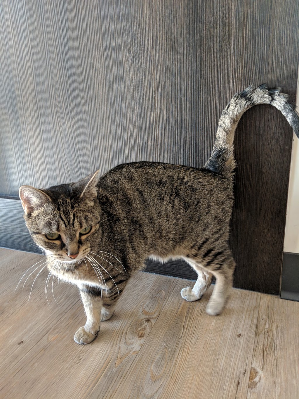 VCA Canada 17th Avenue Animal Hospital | 233 17 Ave SW, Calgary, AB T2S 0A4, Canada | Phone: (403) 228-4165