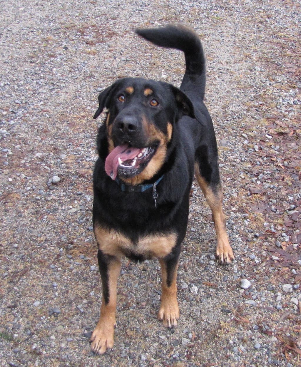 Comox Valley Animal Hospital | 3110 Comox Rd, Courtenay, BC V9N 3P8, Canada | Phone: (250) 339-2511