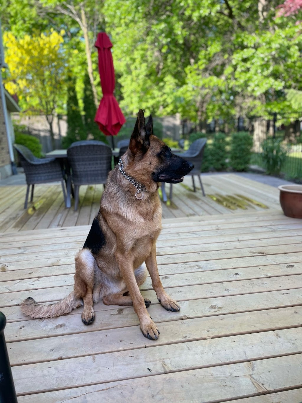 Spartan Canine Training | 111 Morton Ave, Brantford, ON N3R 2N9, Canada | Phone: (519) 720-8557
