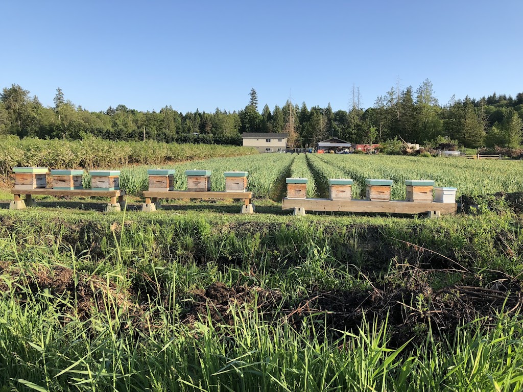 Mangat farms garlic and U-pick blueberries | 17327 32 Ave, Surrey, BC V3S 0L5, Canada | Phone: (778) 240-5044