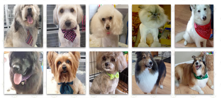Mimis Pet Grooming | 2242 Foxmead Rd, Coldwater, ON L0K 1E0, Canada | Phone: (705) 238-2397