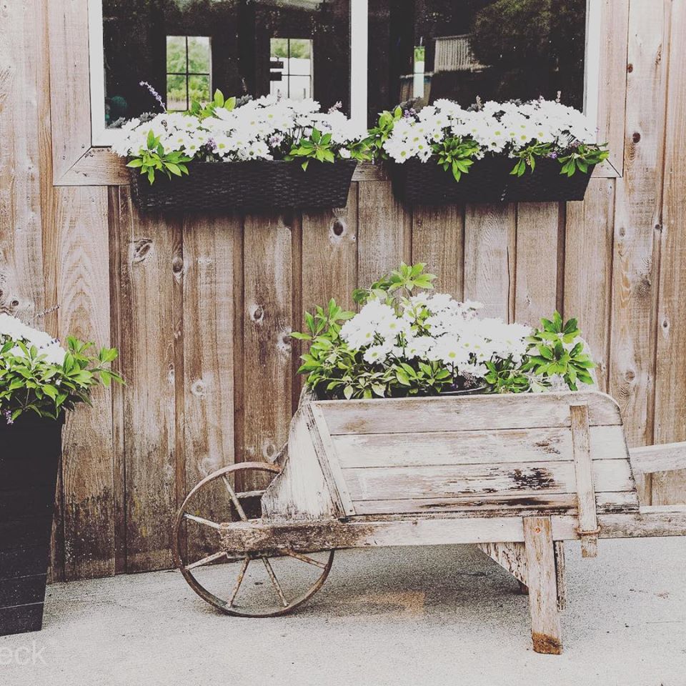 Loveleigh Lavender | 4235 Eckert St, Chilliwack, BC V2R 5J5, Canada | Phone: (778) 240-7944