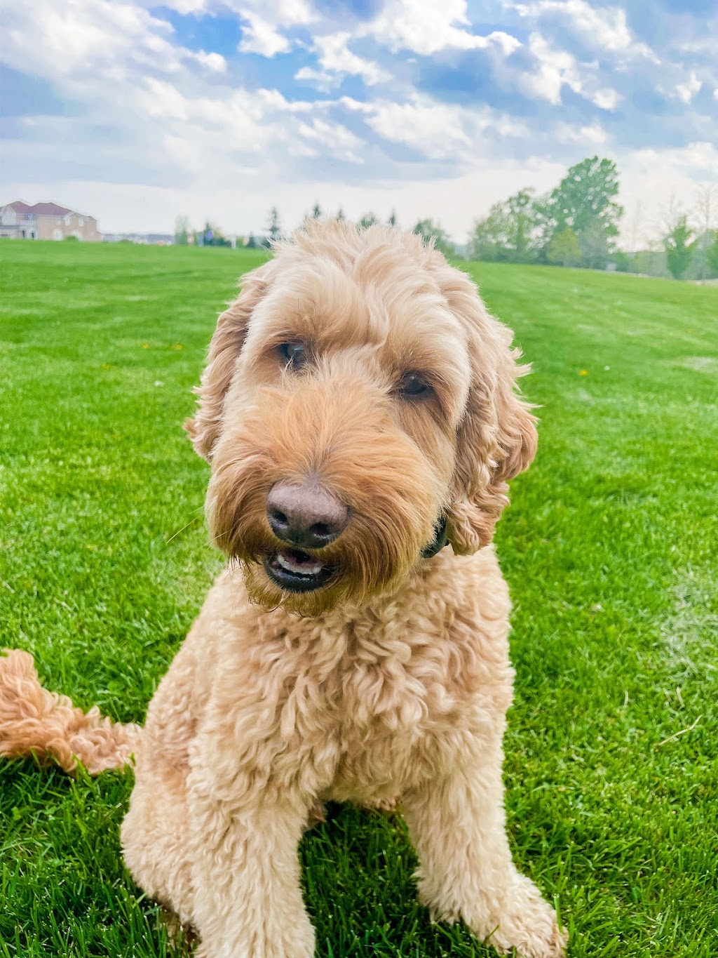 swissridge kennels | 16195 12th Concession, Schomberg, ON L0G 1T0, Canada | Phone: (289) 608-8164