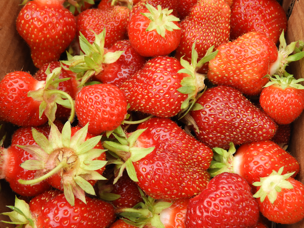 Fraisiere Duquette Strawberries | 2236 Champlain Rd, Clarence Creek, ON K0A 1N0, Canada | Phone: (613) 488-3284