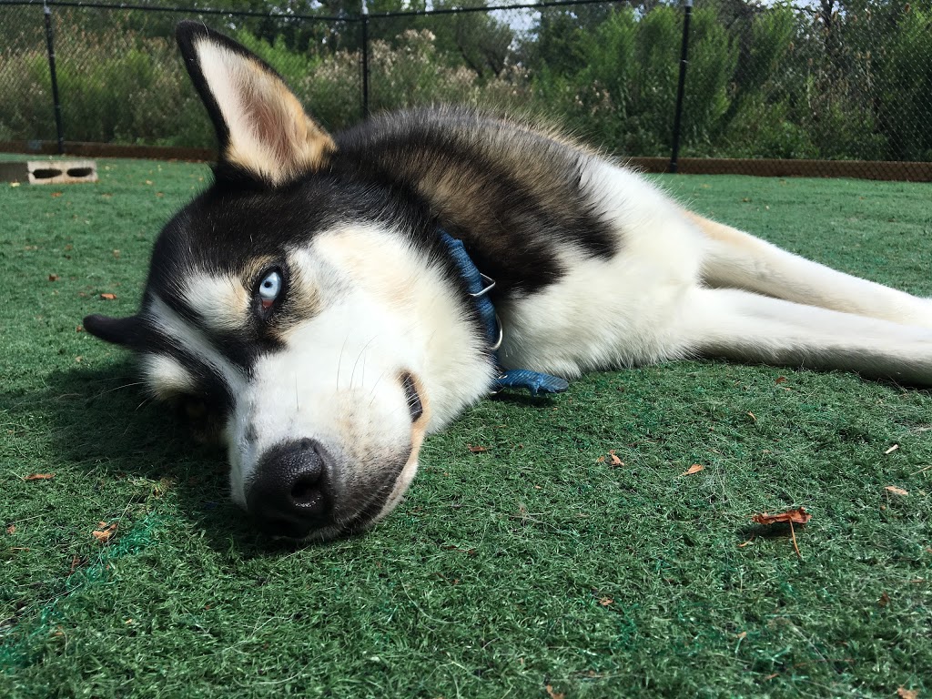 The Den Doggy Daycare | 5325 Harvester Rd, Burlington, ON L7L 5K4, Canada | Phone: (905) 631-5454