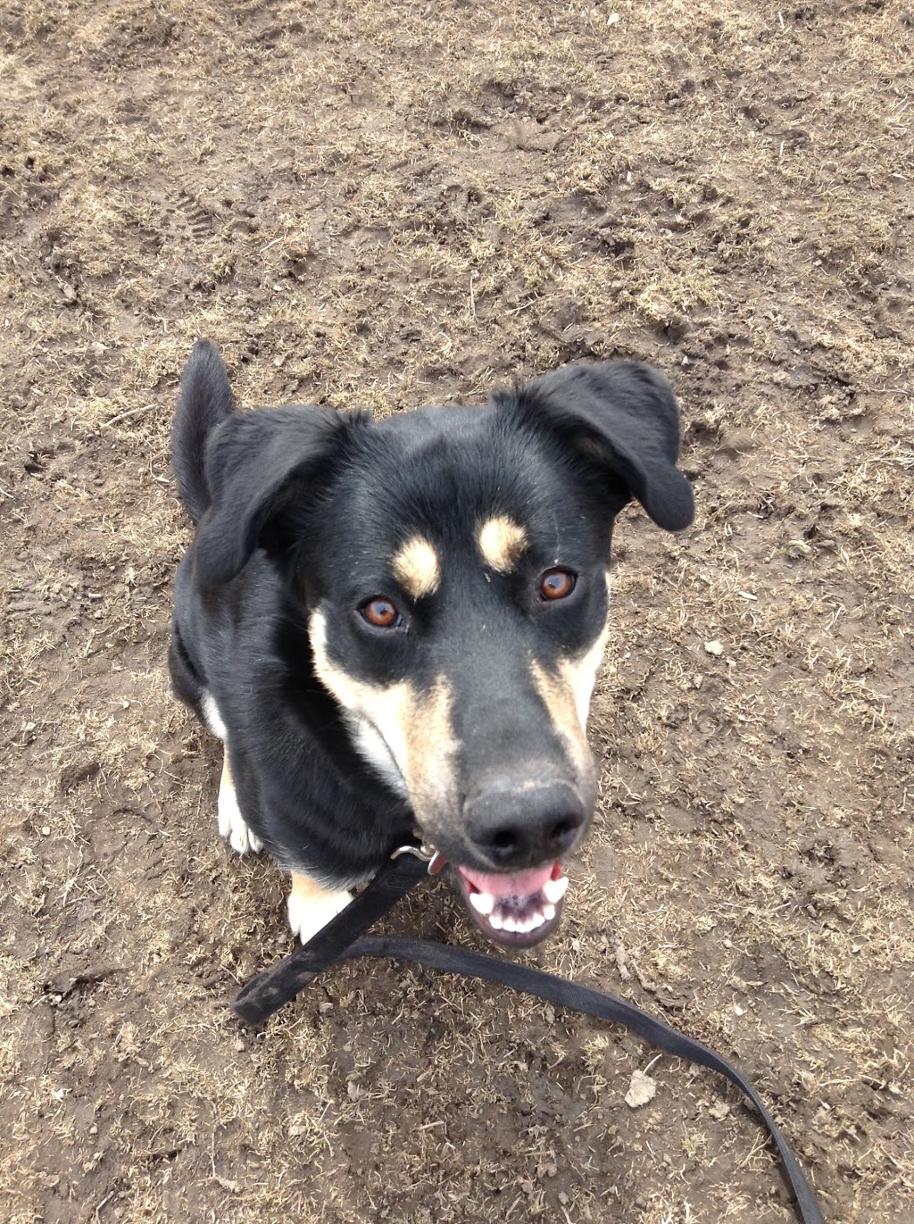 Colonel Samuel Smith Dog Park | dr 4b6, 65 Colonel Samuel Smith Park Dr, Etobicoke, ON M8V 4B6, Canada