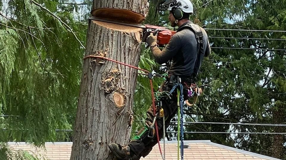 Hemlock Tree Service | 2919 Hemlock Dr, Nanoose Bay, BC V9P 9G2, Canada | Phone: (250) 321-2515