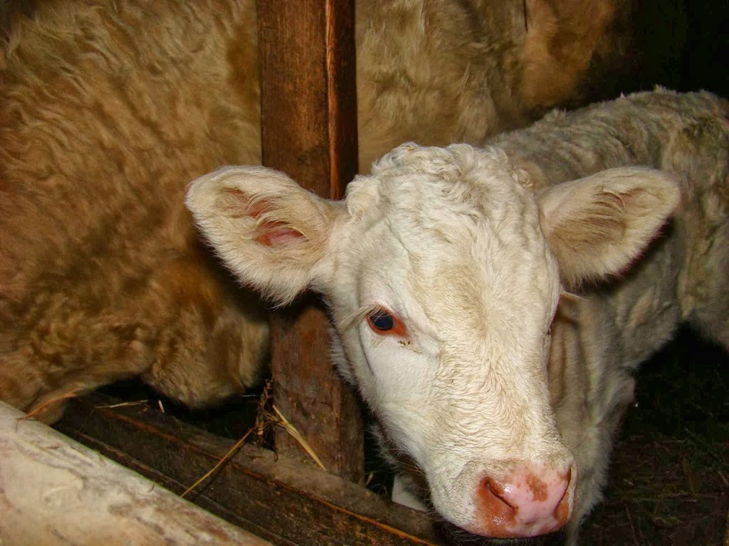 Sabi Beef Cattle Farm | 30857 ON-48, Pefferlaw, ON L0E 1N0, Canada | Phone: (905) 727-7711