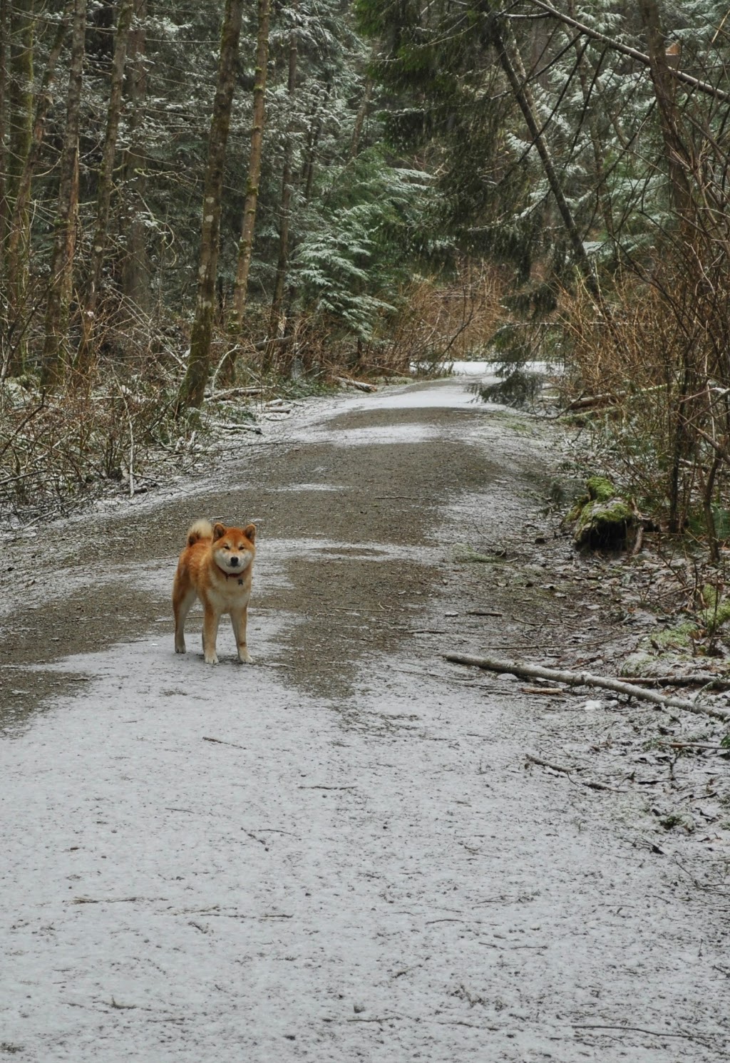 Chelsea Park | 1277 Chelsea Ave, Port Coquitlam, BC V3B 7J9, Canada | Phone: (604) 927-4386