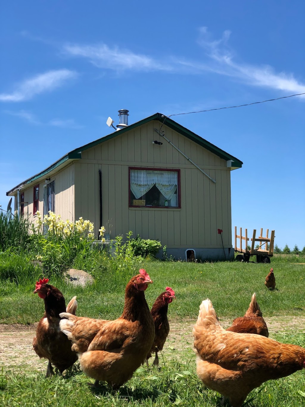 Chicken Thika Farm | 7687 Sideroad 2 E, Kenilworth, ON N0G 2E0, Canada | Phone: (519) 940-6502