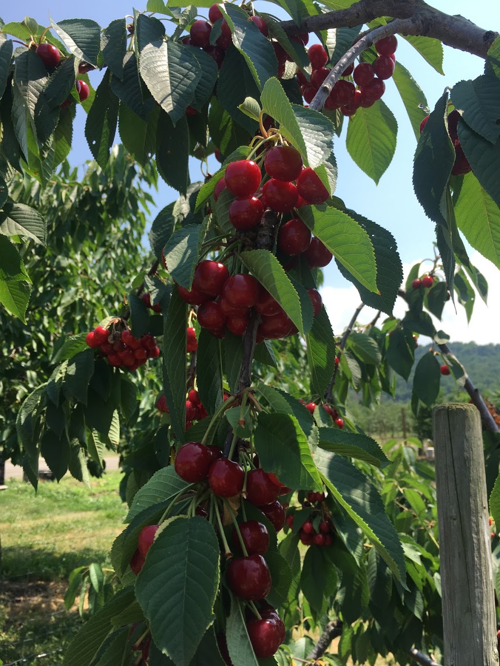 Sun Valley Farms | 1186 Hamilton Regional Rd 8, Winona, ON L8E 5K2, Canada | Phone: (289) 237-3893