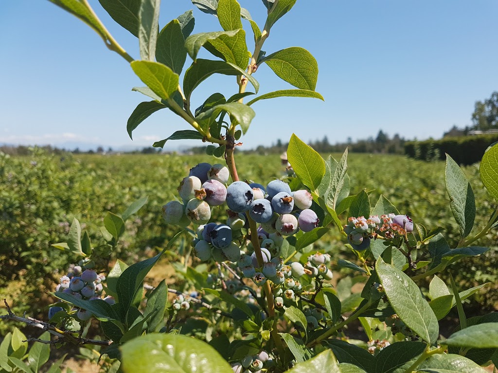 CanWest Farms Ltd. | 13051 Blundell Rd, Richmond, BC V6W 1B6, Canada | Phone: (604) 244-0488