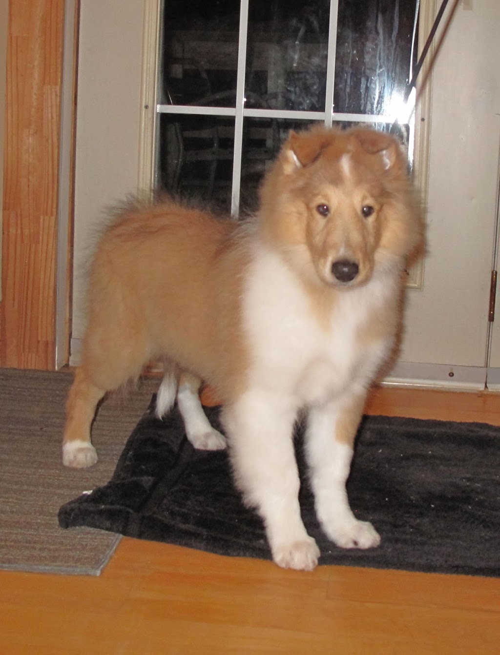 Collies Of BlueHarvest | 5981 Side Road 6 North, Elora, ON N0B 1S0, Canada | Phone: (519) 787-5216