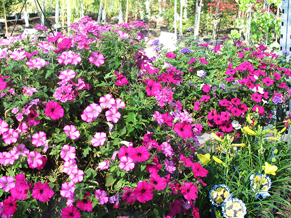Wayside Landscaping & Nursery | 8962 Porter Rd, Niagara Falls, NY 14304, USA | Phone: (716) 297-3811