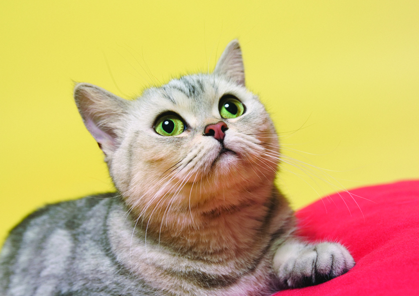 Fraser Heights Animal Hospital | 15585 104 Ave, Surrey, BC V3R 1N9, Canada | Phone: (604) 588-4161