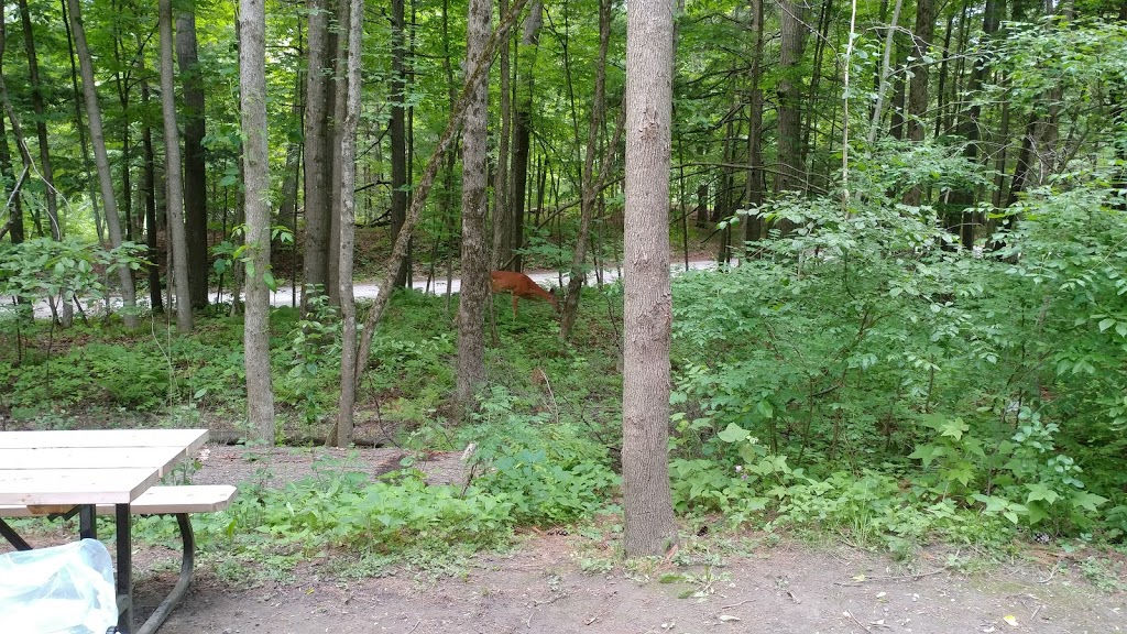 Fitzroy Provincial Park - Pine Grove Campground | 5201 Canon Smith Dr, Fitzroy Harbour, ON K0A 1X0, Canada | Phone: (613) 623-5159