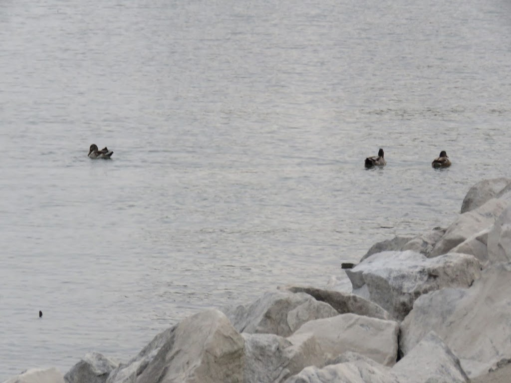 Leamington Municipal Marina | 90 Robson Rd, Leamington, ON N8H 3V4, Canada | Phone: (519) 326-0834