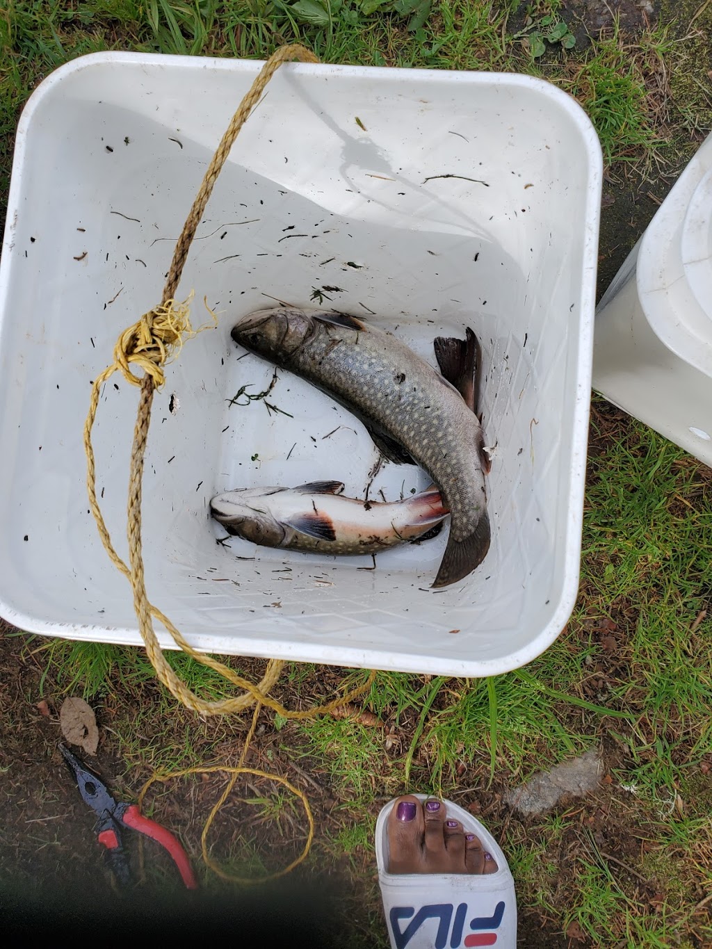 Pisciculture Tardif & Fils pêche en étang et ensemencement truite. | 550 Rang Petit Beloeil, Saint-Côme, QC J0K 2B0, Canada | Phone: (450) 883-1748