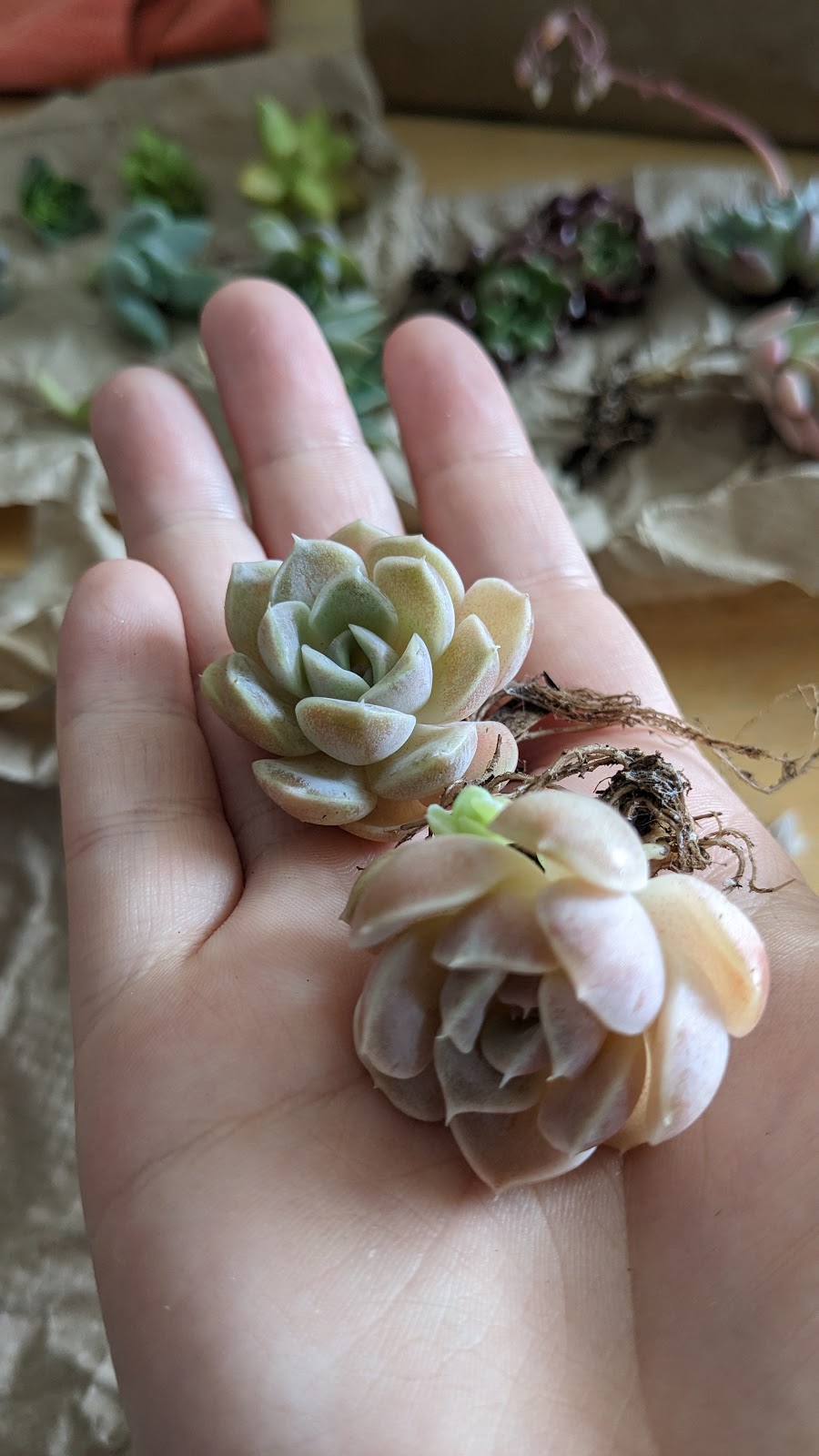 Succulentes Québec | 388 QC-116, Cleveland, QC J0B 2H0, Canada | Phone: (819) 238-1695