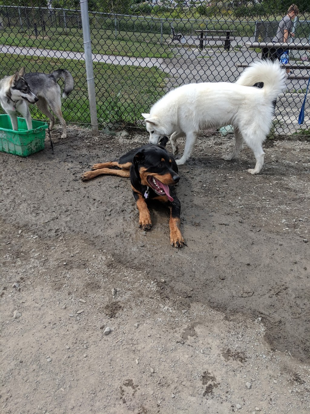 Parc canin | 425 Boul Jean-Baptiste-Rolland E, Saint-Jérôme, QC J7Z 2G9, Canada