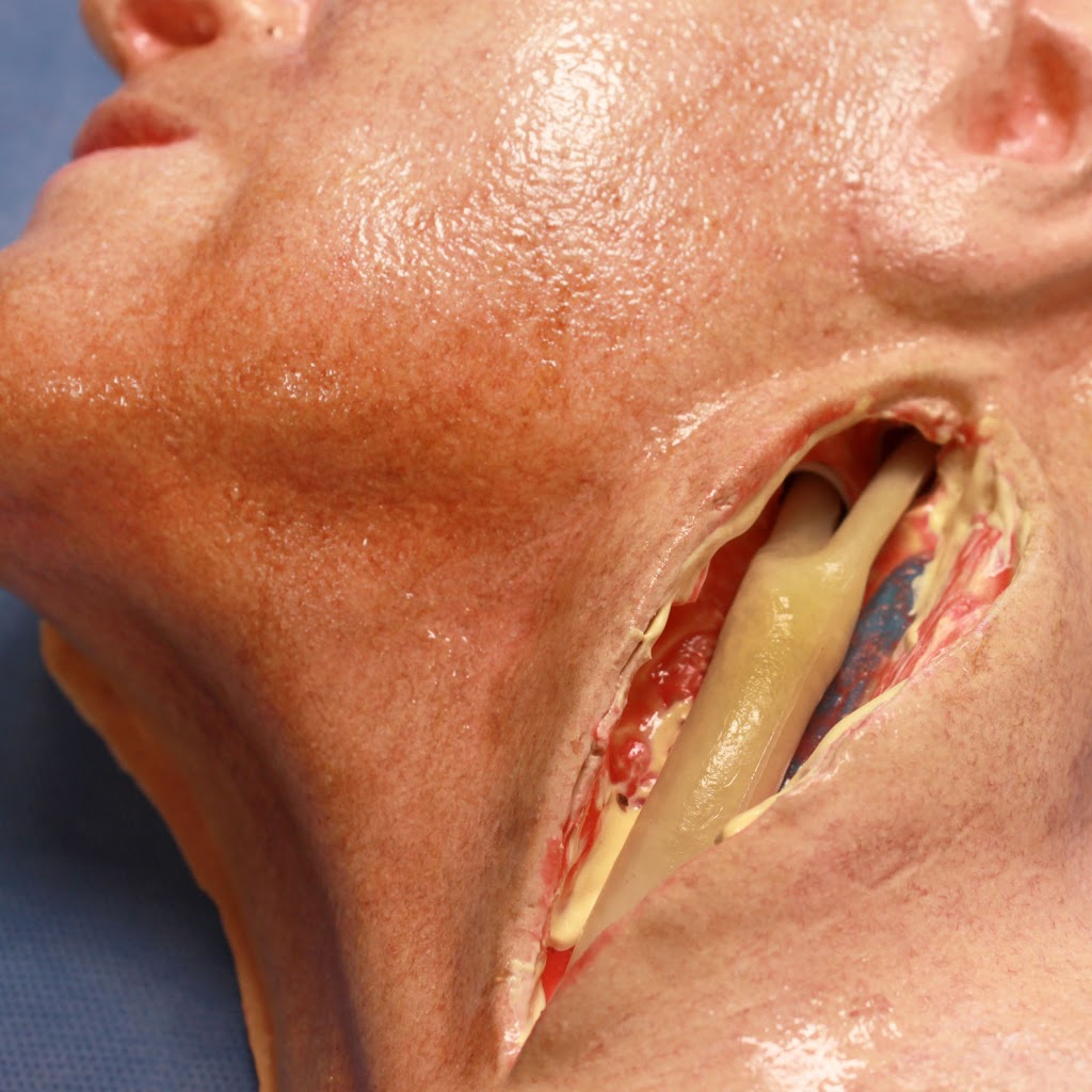 LifeLike BioTissue Inc | 700 Collip Cir Suite 116A, London, ON N6G 4X8, Canada | Phone: (519) 858-5033