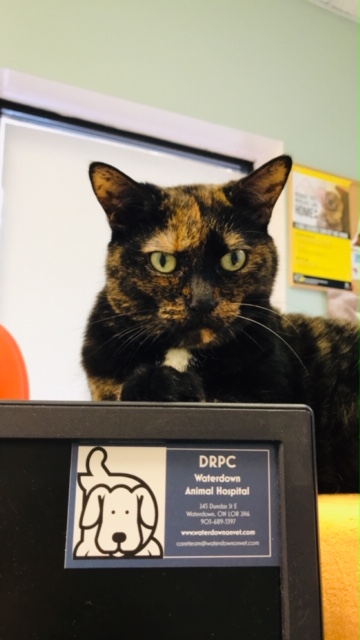 Waterdown Animal Hospital | 245 Dundas St E, Hamilton, ON L8B 0E9, Canada | Phone: (905) 689-5397
