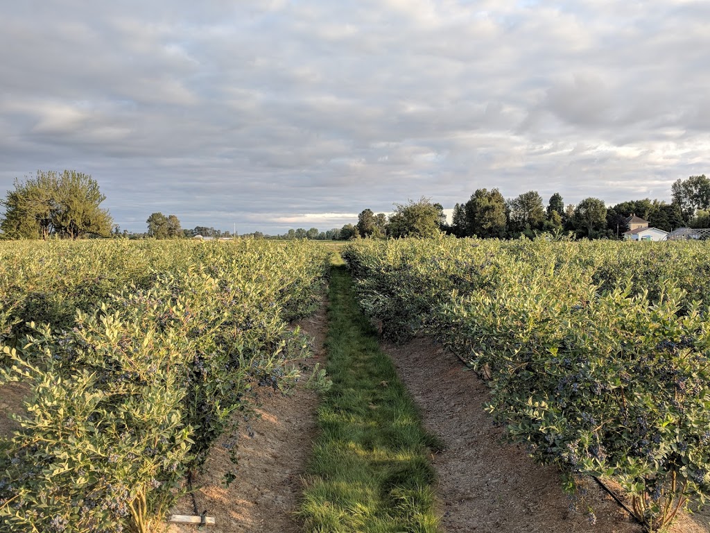 G.S. Farm | 11400 No 4 Rd, Richmond, BC V7A 2Z8, Canada | Phone: (604) 454-4411