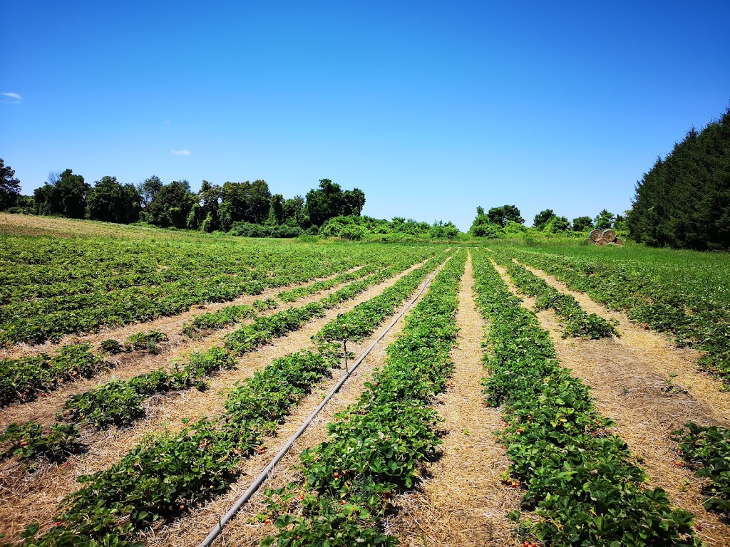 The Bigr Apple Farm | 8674 Heritage Rd, Brampton, ON L6Y 0E1, Canada | Phone: (647) 929-5408