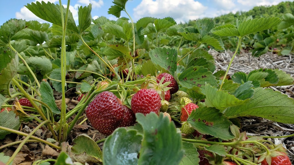 Stonehaven Farm Market | 7388 Guelph Line, Campbellville, ON L0P 1B0, Canada | Phone: (905) 878-1870