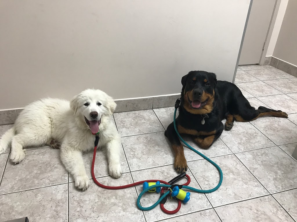Eglinton-Hwy 10 Veterinary Clinic | 295 Eglinton Ave E, Mississauga, ON L4Z 3K6, Canada | Phone: (905) 890-7964