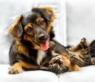 Greenboro Veterinary Clinic | 2 Lorry Greenberg Dr #6, Ottawa, ON K1G 5H6, Canada | Phone: (613) 247-0013