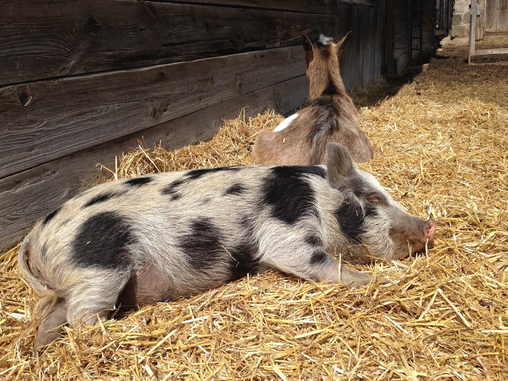 Wishing Well Sanctuary | 2710 Line 10, Bradford, ON L3Z 2A5, Canada | Phone: (905) 775-9179