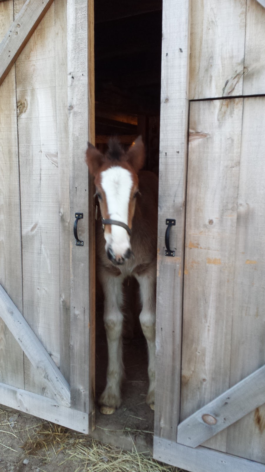 Sky Ridge Clydesdales | 386191 Side Rd 20, Mono, ON L9W 6V3, Canada | Phone: (519) 938-8958