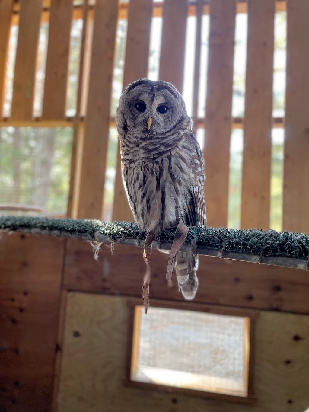 MARS Wildlife Rescue VISITOR CENTRE | 1331 Williams Beach Rd, Merville, BC V0R 2M0, Canada | Phone: (778) 428-2000