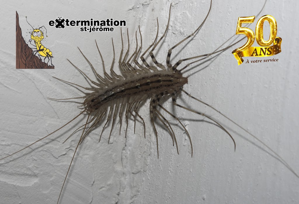 Extermination St-Jérôme inc. | 95 119e Av, Saint-Jérôme, QC J7Y 1A1, Canada | Phone: (450) 436-1779