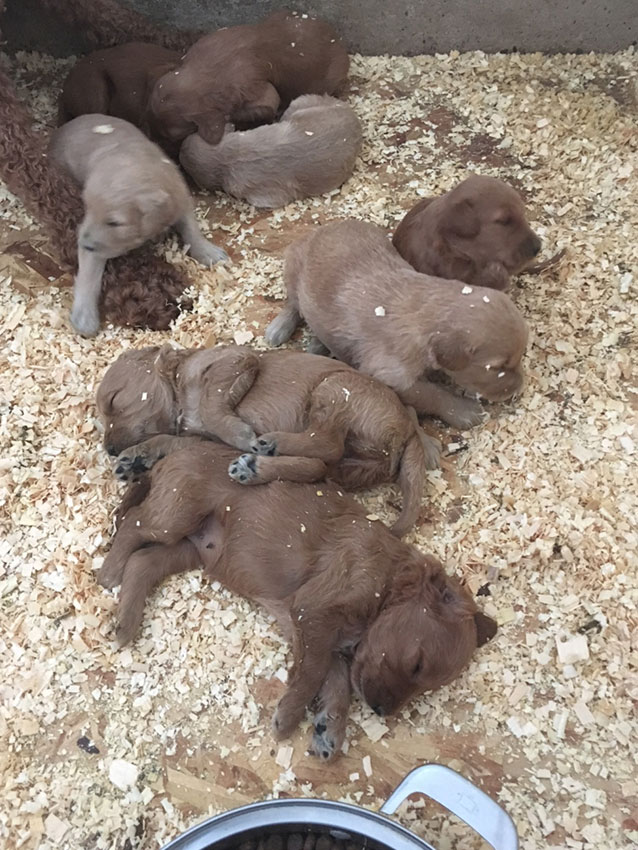Cedar Echo Family Kennel | 1330 Hale School Rd, Florence, ON N0P 1R0, Canada | Phone: (519) 692-5027
