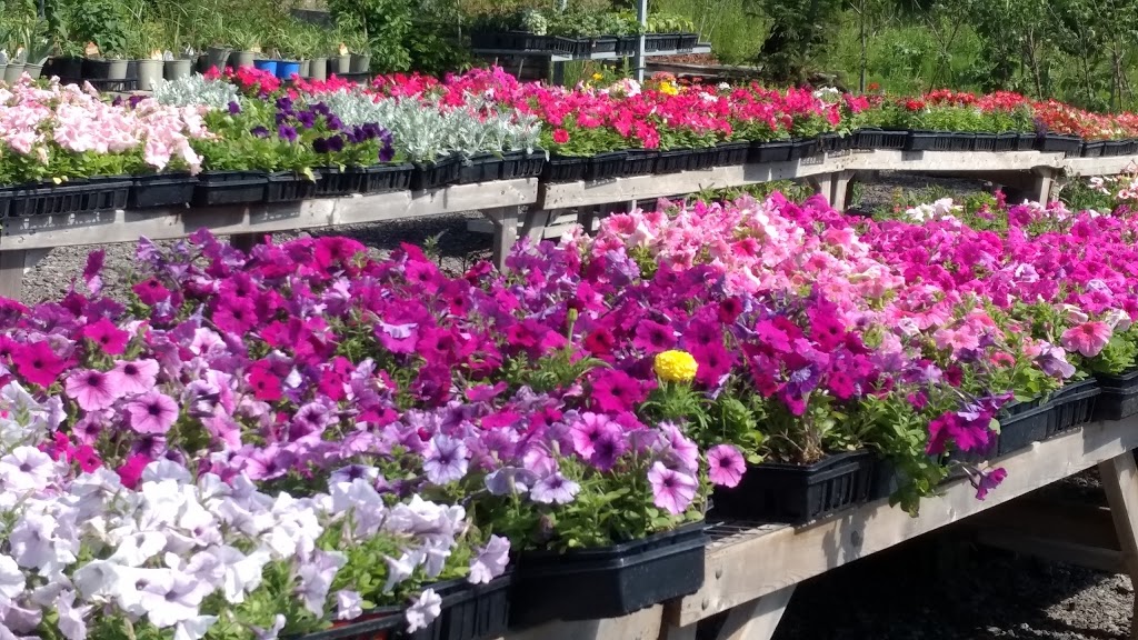 Niemi Family Farm | 18463 ON-48, Mount Albert, ON L0G 1M0, Canada | Phone: (289) 716-4586