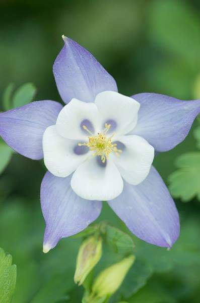 Grange Hollow Gardens & Nursery | Concession Road 6, Desboro, ON N0H 1K0, Chatsworth, ON N0H 1K0, Canada | Phone: (519) 794-3444